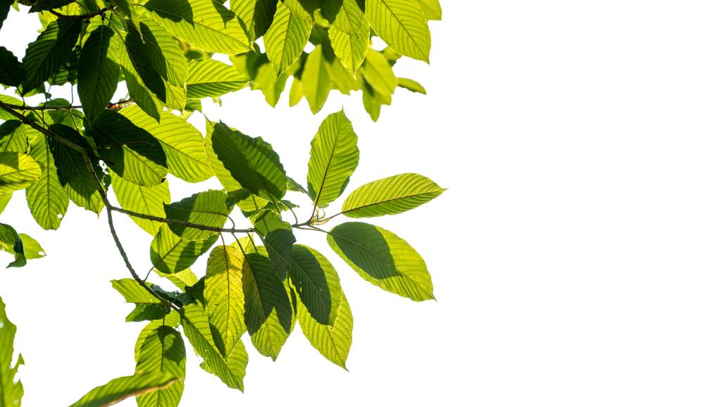 Listy kratomu na stromě